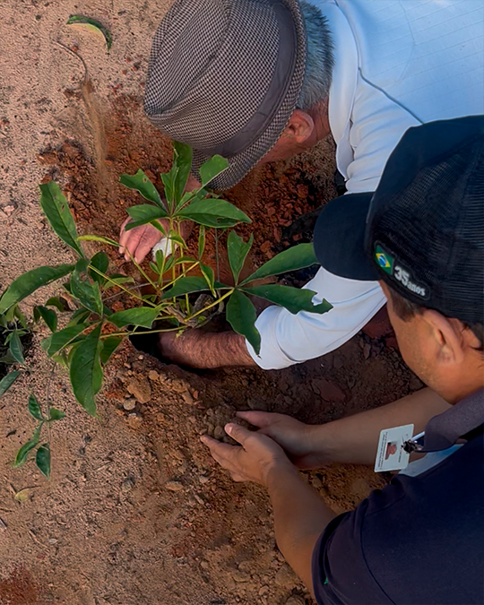 Caixas de criação de abelhas do projeto